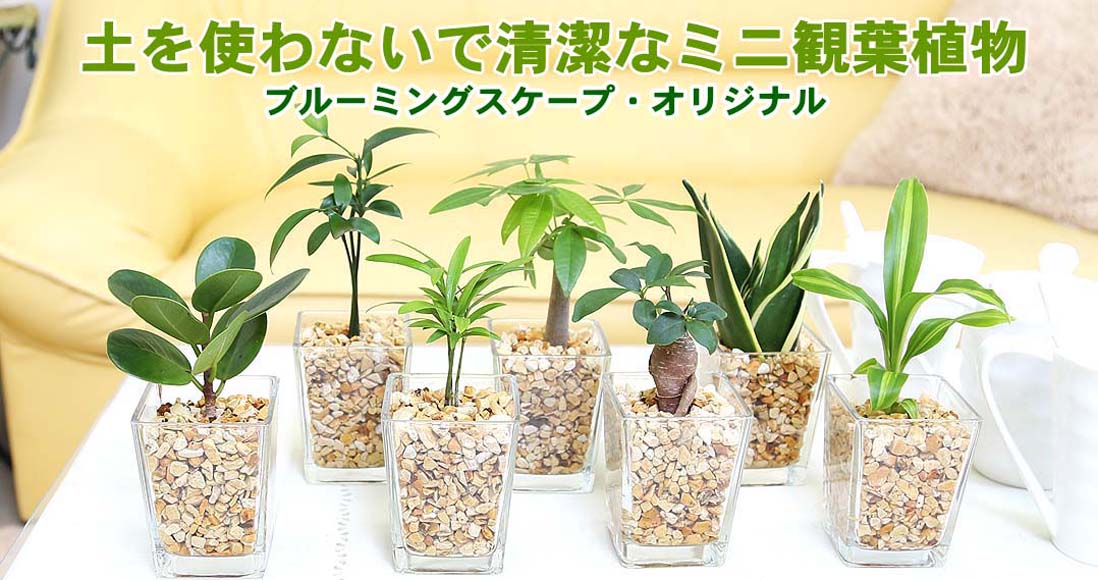 観葉植物の通販 お祝いギフト｜ブルーミングスケープ