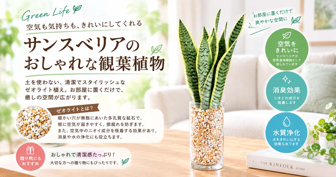 土を使っていない観葉植物 空気を浄化すると言われているサンスベリア ・シリンダーガラス容器植え
