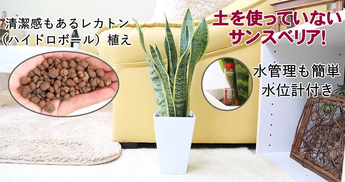 土を使っていない観葉植物 サンスベリア 高級感もある陶器鉢タイプ