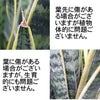 大きめサンスベリア 8号