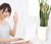 大きめサンスベリア 8号