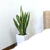 大きめサンスベリア 8号
