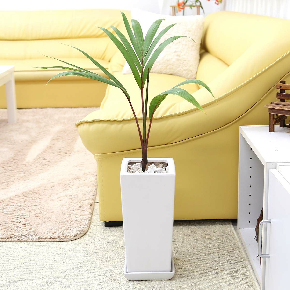 トックリヤシ 通販 販売｜観葉植物のブルーミングスケープ