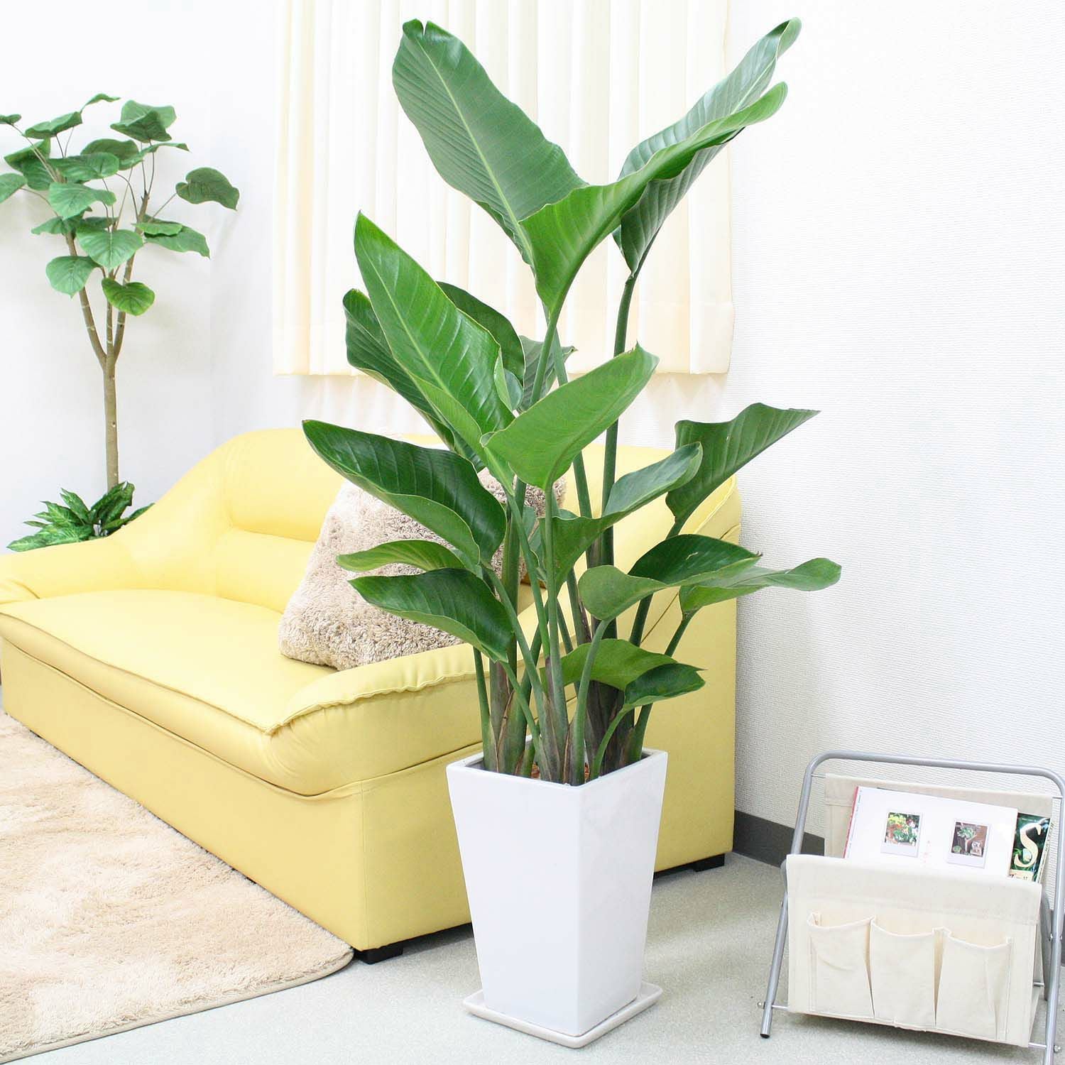 観葉植物オーガスタ・鉢付き 送料無料】オーガスタ 8号 「3株植え」 ホワイトスクエア陶器鉢