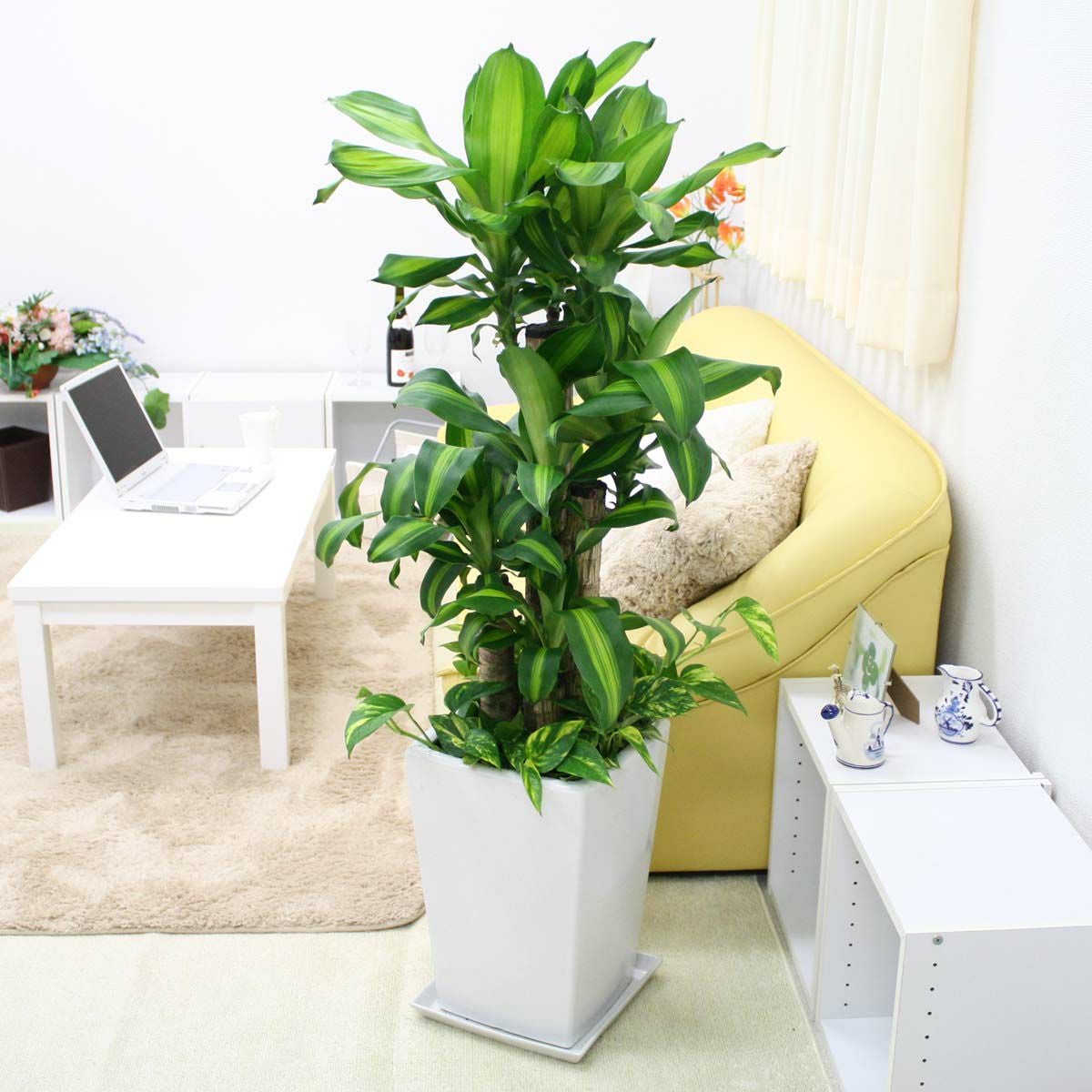 幸福の木 9号 陶器鉢 寄せ植え 通販 販売｜観葉植物のブルーミングスケープ