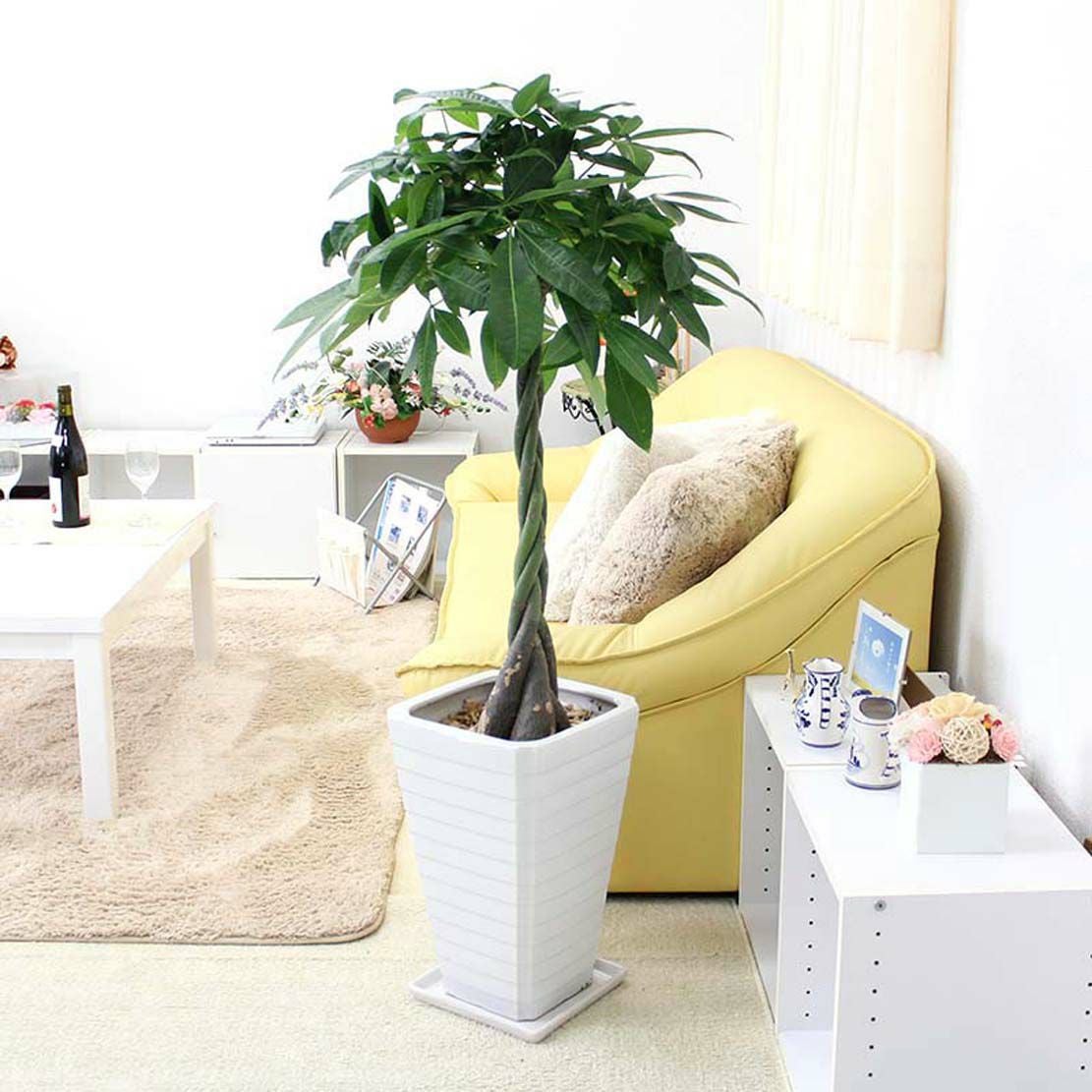 パキラ 8号 陶器 G 通販 販売｜観葉植物のブルーミングスケープ