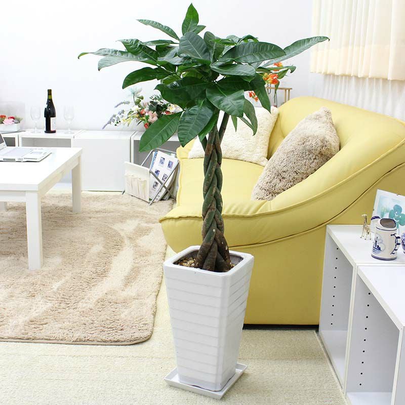 パキラ 7号 陶器鉢 G 通販 販売｜観葉植物のブルーミングスケープ