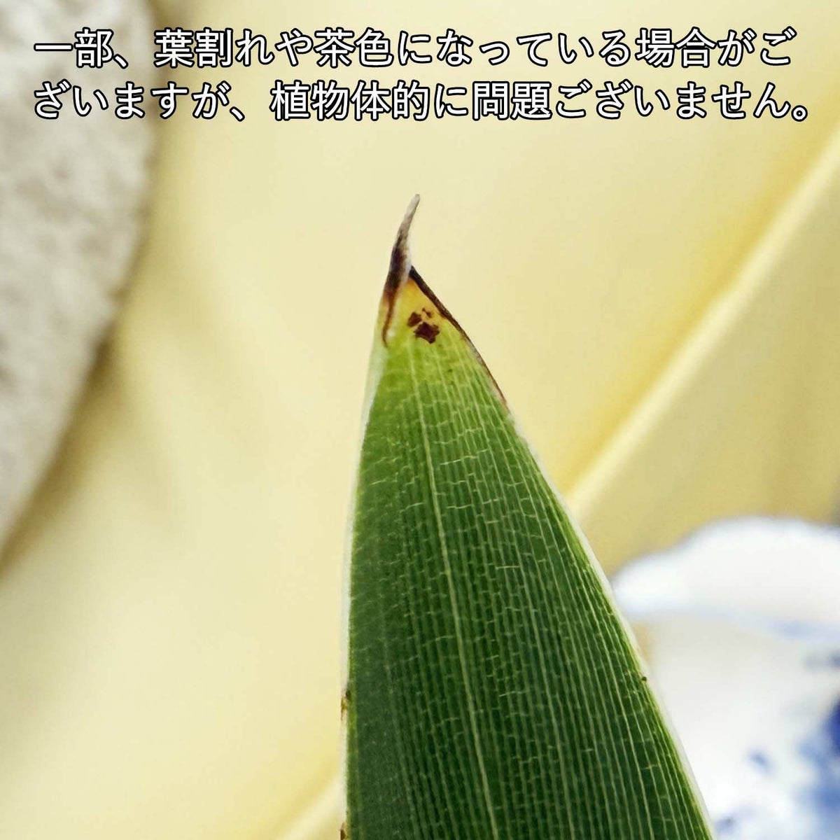 ストレリチア ノンリーフ 7号