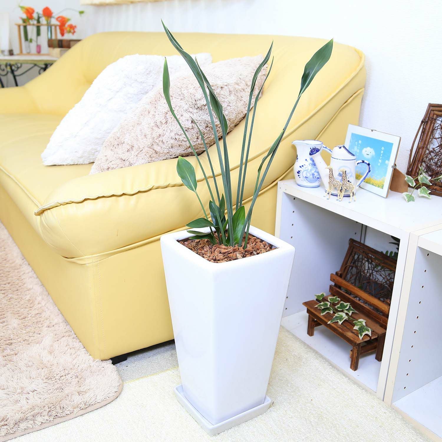 ストレリチア７ー８本地植えです ストレリチア（ストレリア） ノンリーフ 7号 陶器 通販 販売｜観葉植物