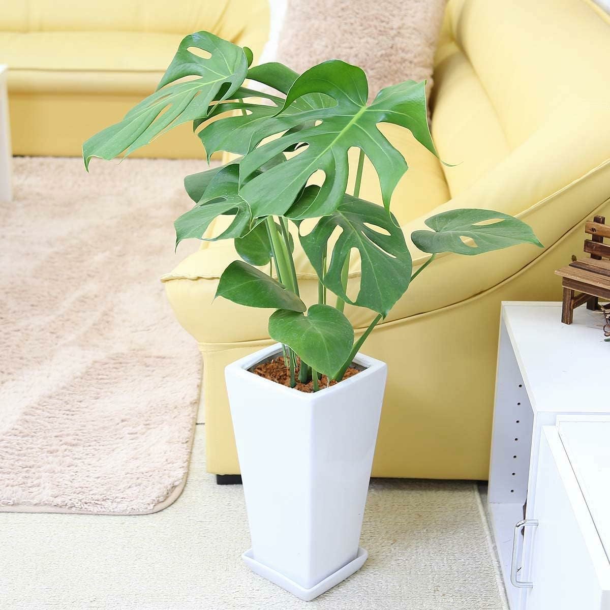 モンステラ 7号 陶器鉢 SW 通販 販売｜観葉植物のブルーミングスケープ