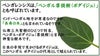 フィカス ベンガレンシスの特徴