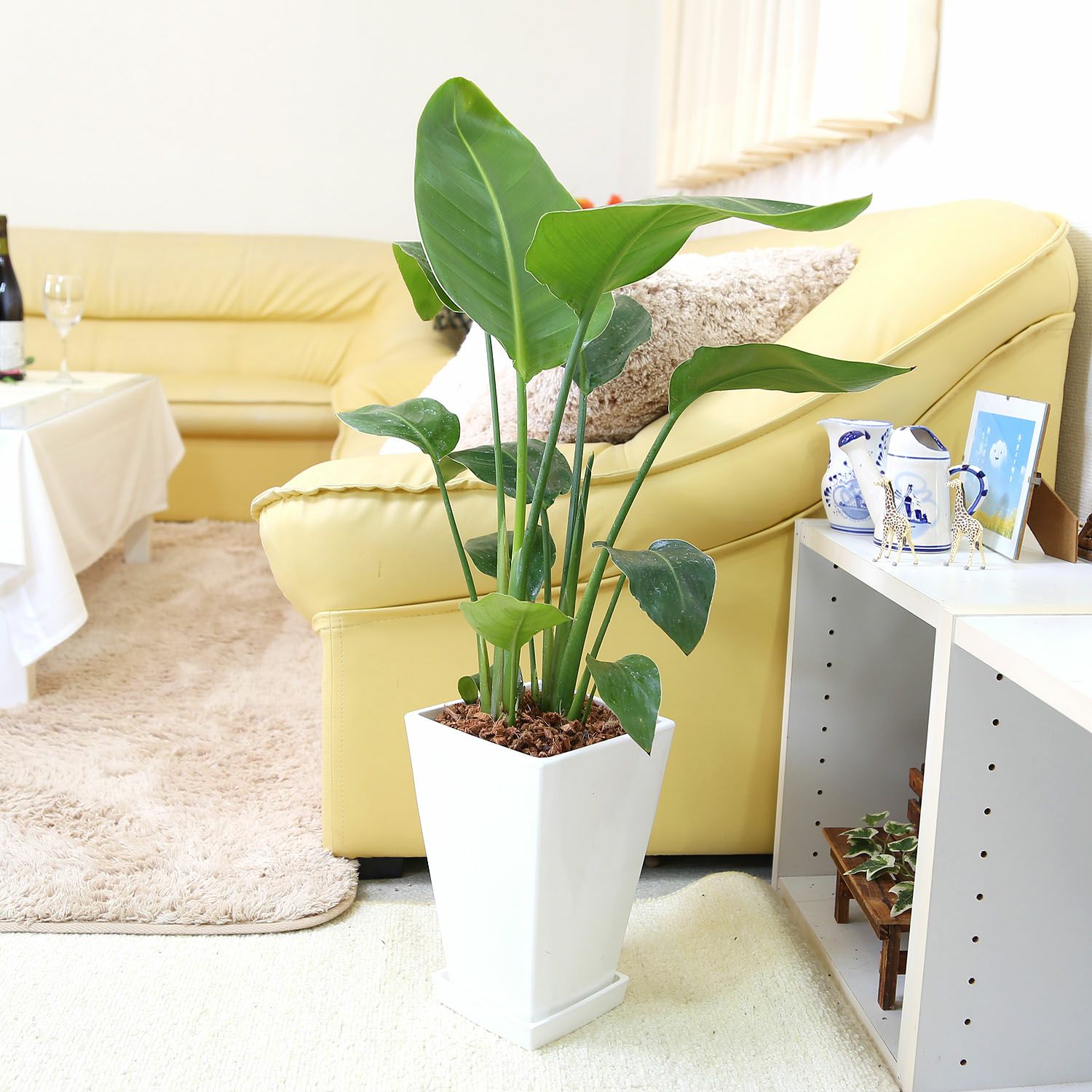 オーガスタ 7号 プラ鉢 通販 販売|観葉植物のブルーミングスケープ オーガスタ 7号 プラ鉢 通販 販売|観葉植物のブルーミングスケープ