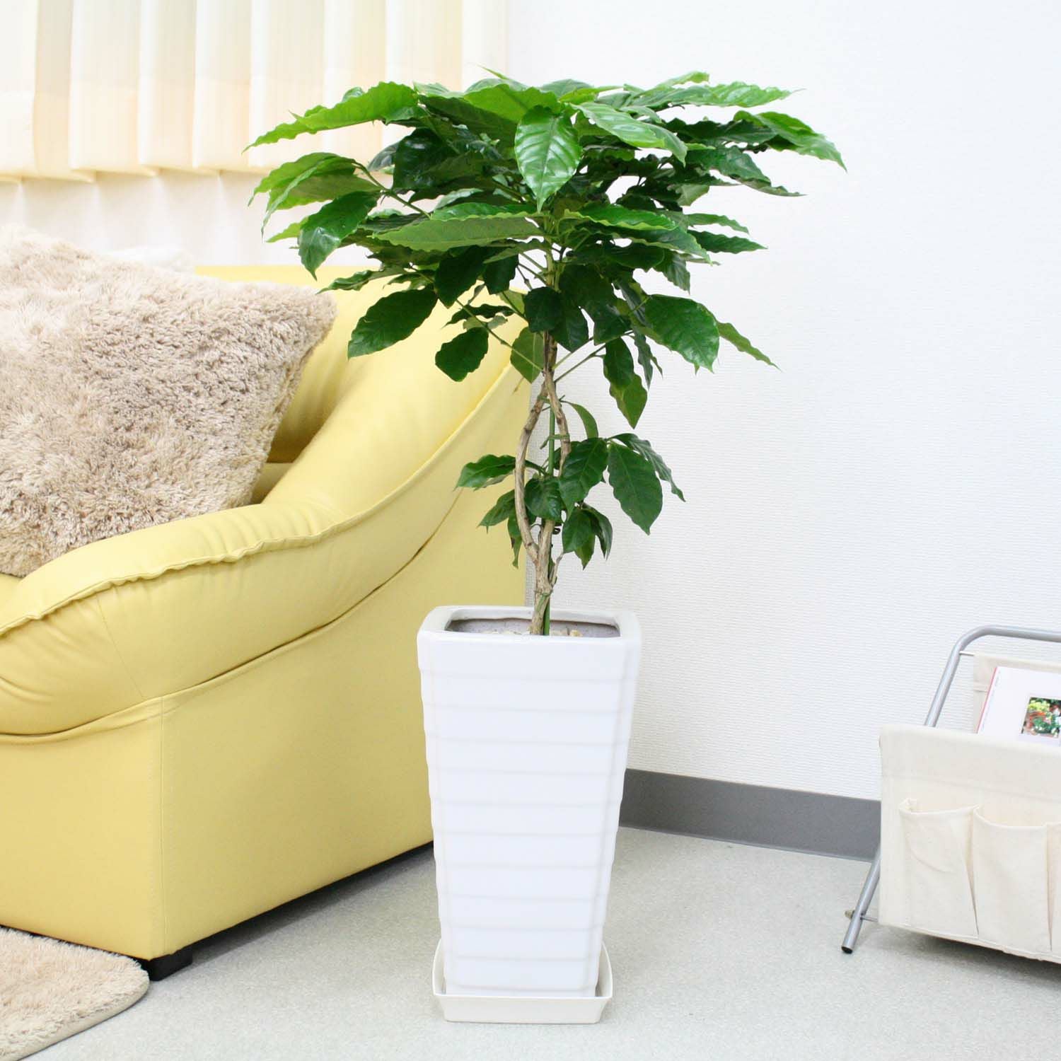 コーヒーの木 7号 陶器鉢 通販 販売｜観葉植物のブルーミングスケープ