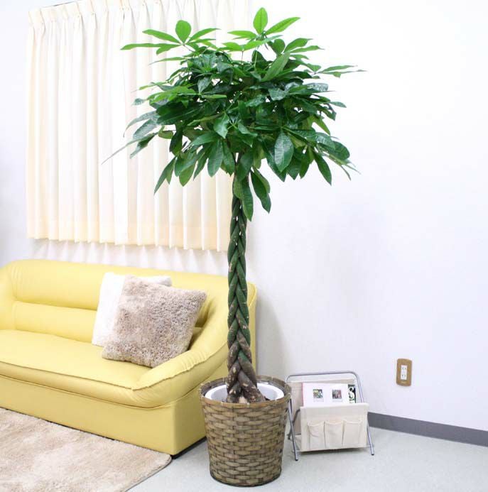 パキラ 10号 単品 通販 販売｜観葉植物のブルーミングスケープ