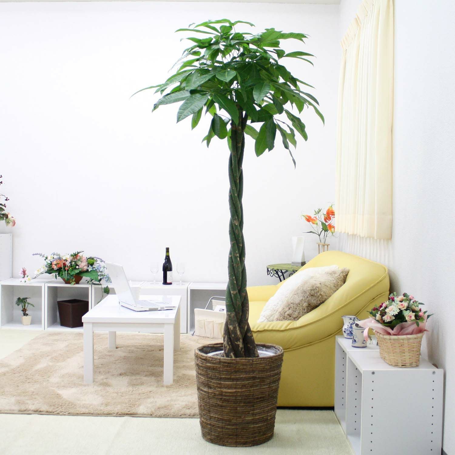パキラ 10号 ブラウンバスケット 通販 販売｜観葉植物のブルーミング