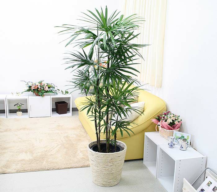 シュロ竹（シュロチク） 10号 ホワイトバスケット 通販 販売｜観葉植物