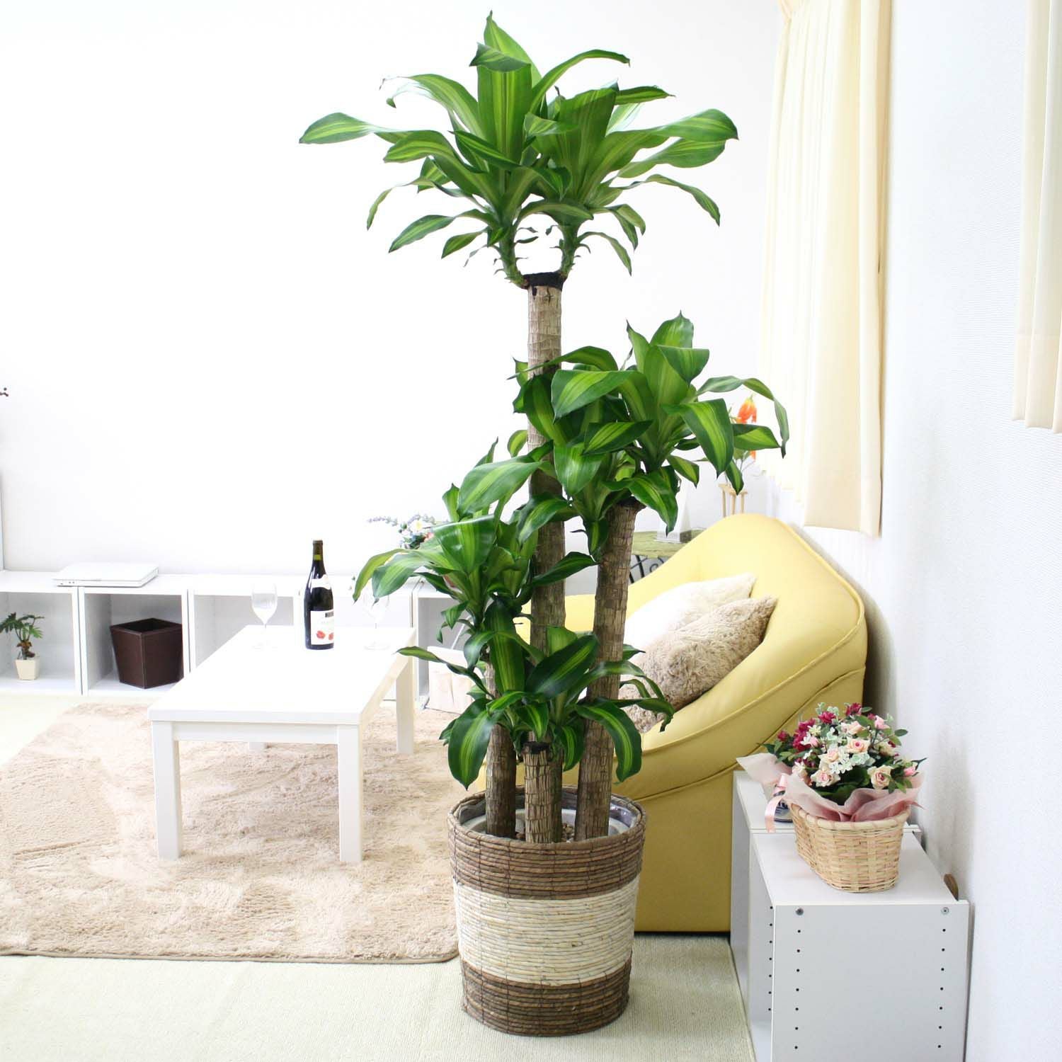 幸福の木 10号 ストライプバスケット 通販 販売｜観葉植物の