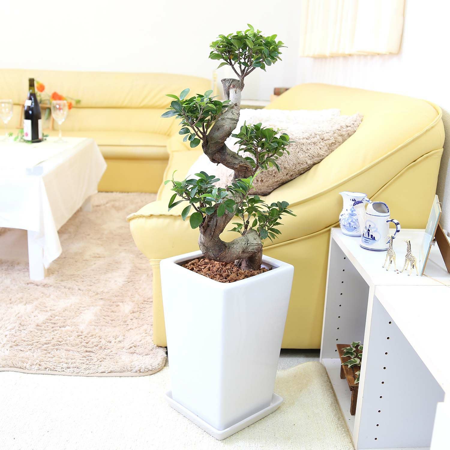 盆栽風 ガジュマル 8号 陶器鉢 通販 販売｜観葉植物のブルーミング