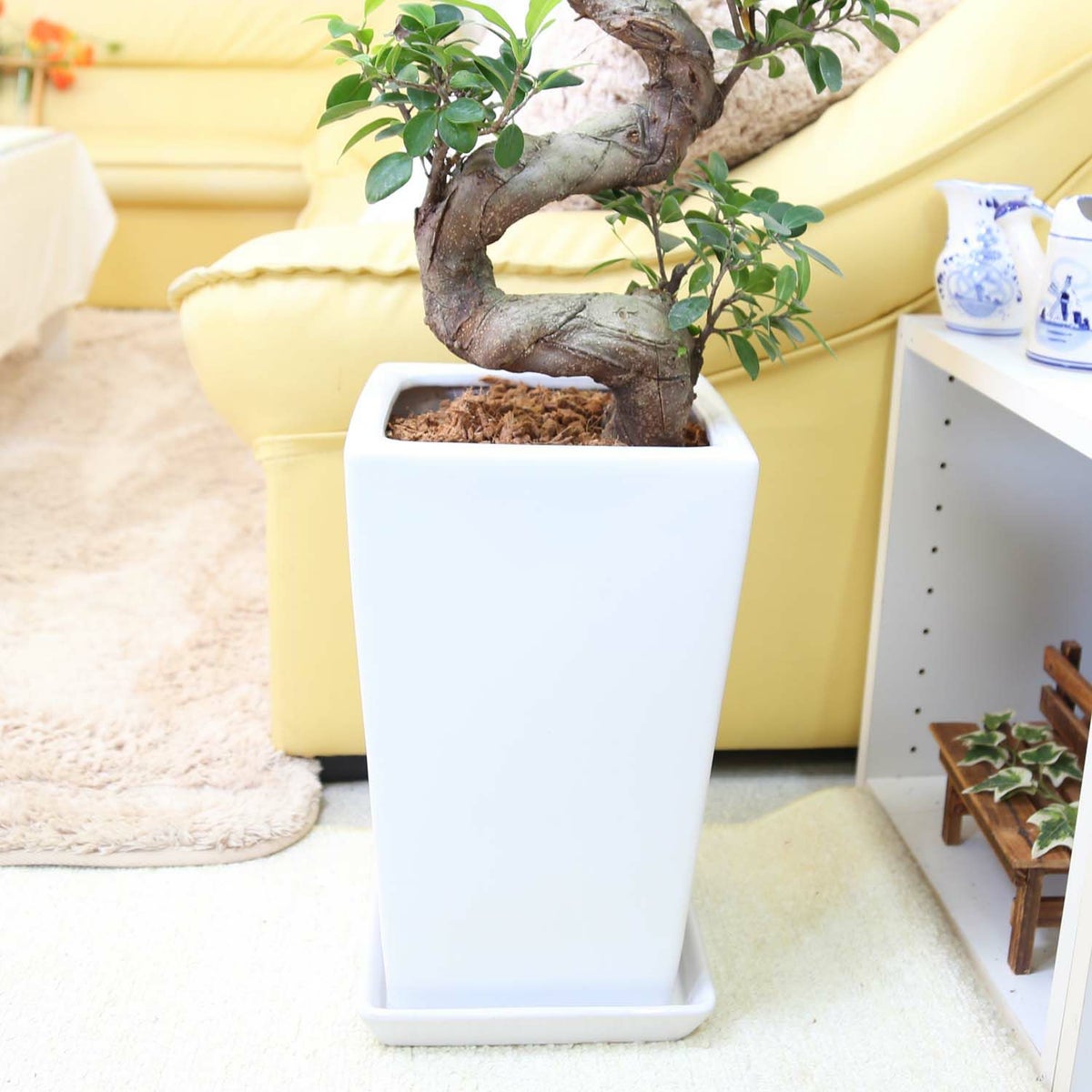 ガジュマル 盆栽風 8号