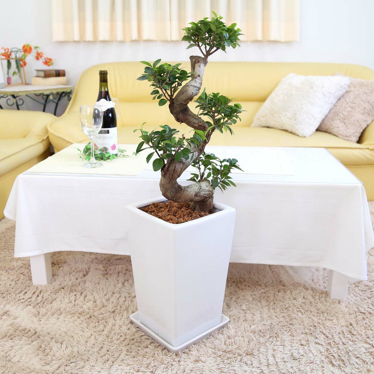 ガジュマル 盆栽風 8号