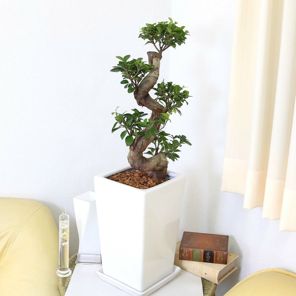 ガジュマル 盆栽風 8号