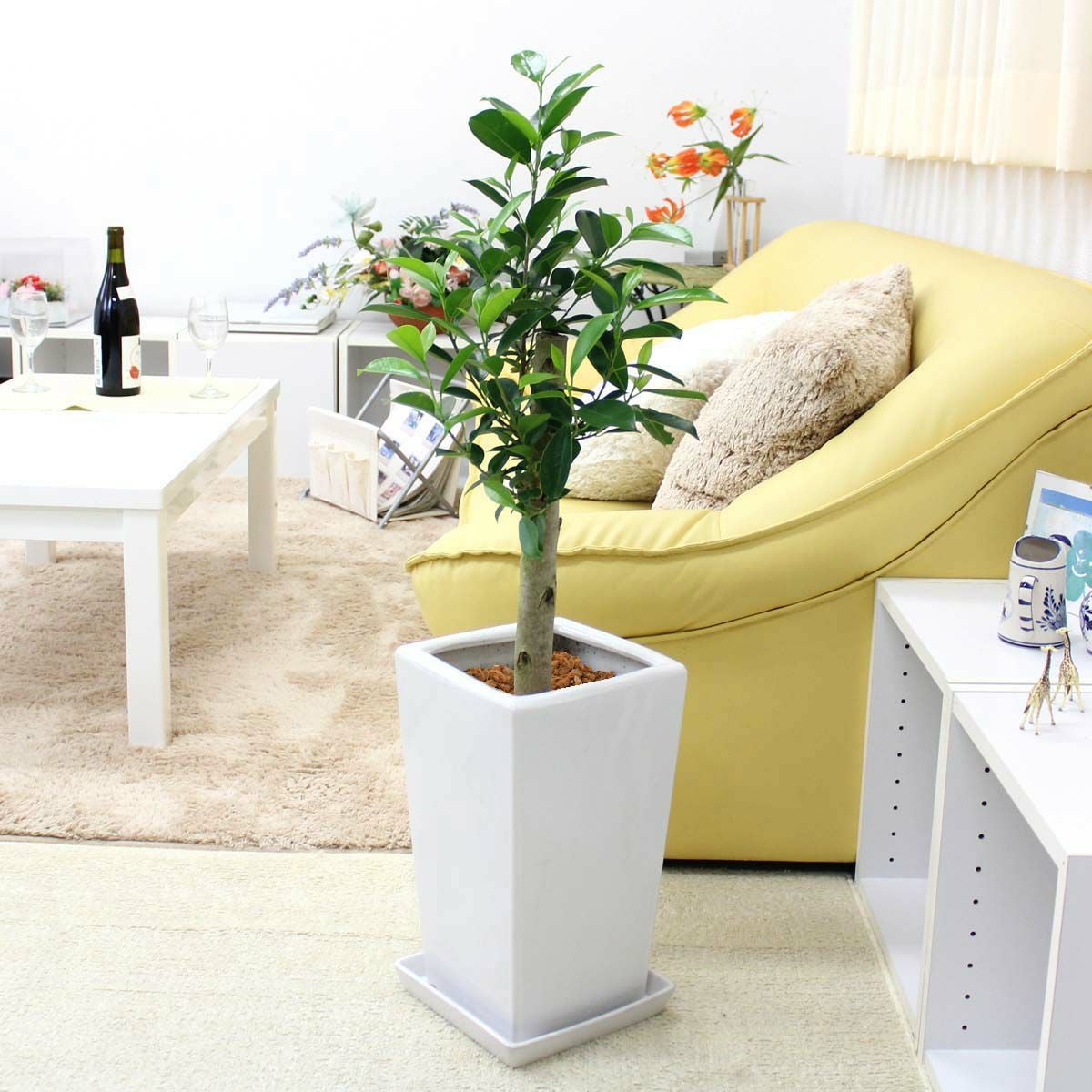 ガジュマル 8号 陶器鉢 通販 販売｜観葉植物のブルーミングスケープ