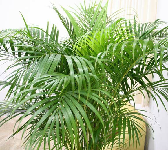 アレカヤシ 10号