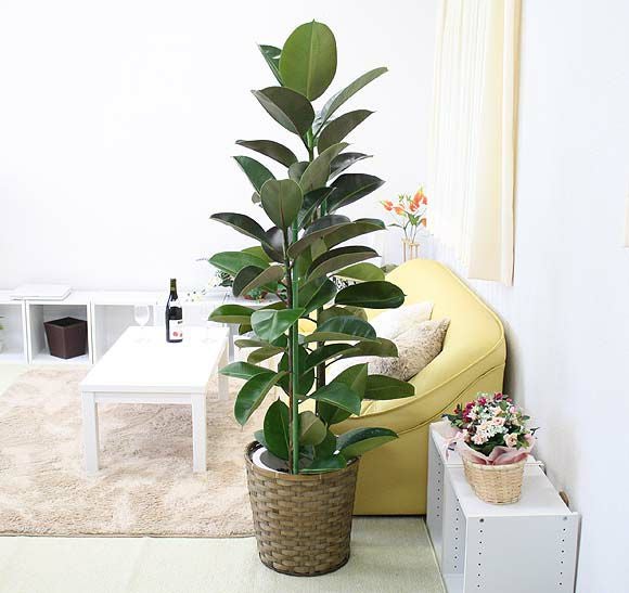 ゴムの木 フランスゴムの木 042503 販売・通販 ［詳細ページ］ *tree tree*