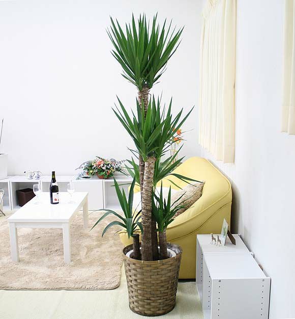 青年の木(ユッカ)10号 通販 販売|観葉植物のブルーミングスケープ 青年の木(ユッカ)10号 通販 販売|観葉植物のブルーミングスケープ