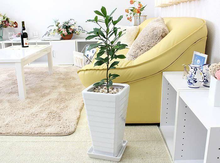 ミラクルフルーツ 7号 陶器鉢 通販 販売｜観葉植物のブルーミングスケープ