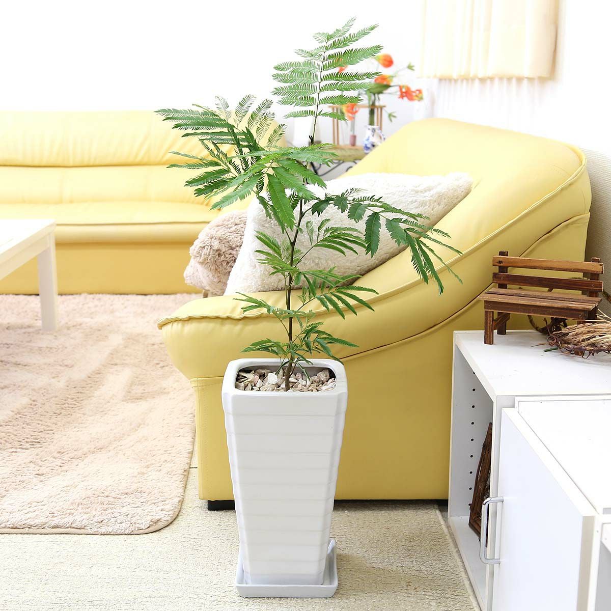 エバーフレッシュ(ネムノキ) 7号 陶器鉢 通販 販売｜観葉植物の