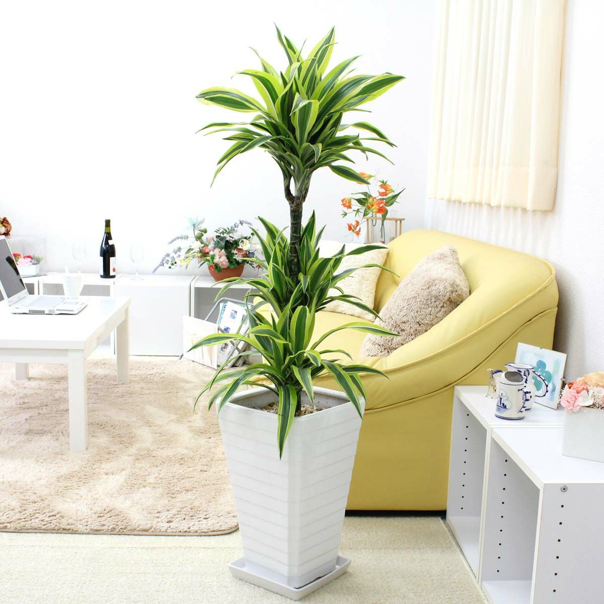 ドラセナ レモンライム 8号 陶器 通販 販売｜観葉植物のブルーミング