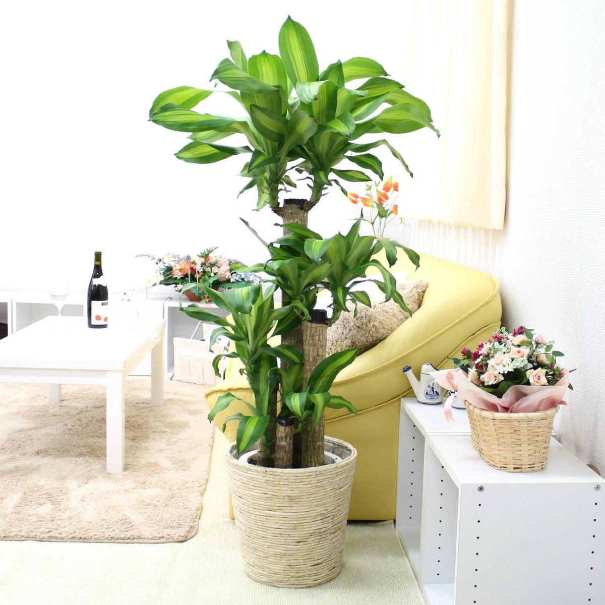 幸福の木 8号（朴タイプ） ホワイトバスケット鉢カバ