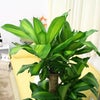 幸福の木（朴タイプ） 8号鉢+ブラウンバスケット鉢カバー