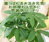 パキラ 8号