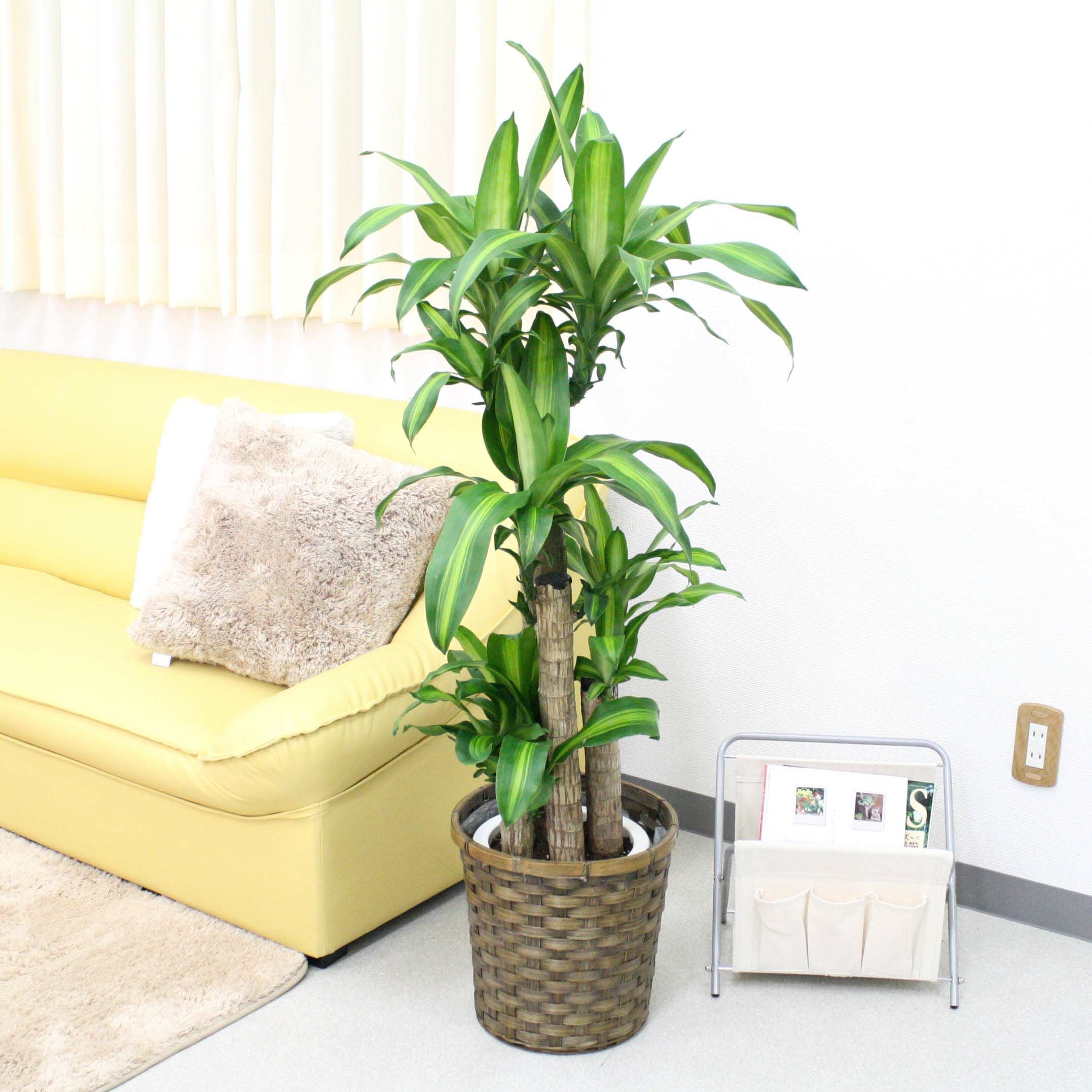 幸福の木 8号 鉢カバー 通販 販売｜観葉植物のブルーミングスケープ