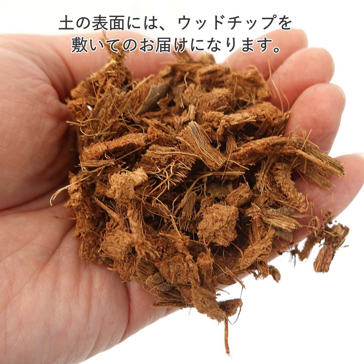 幸福の木 8号（朴タイプ） バスケット鉢カバー