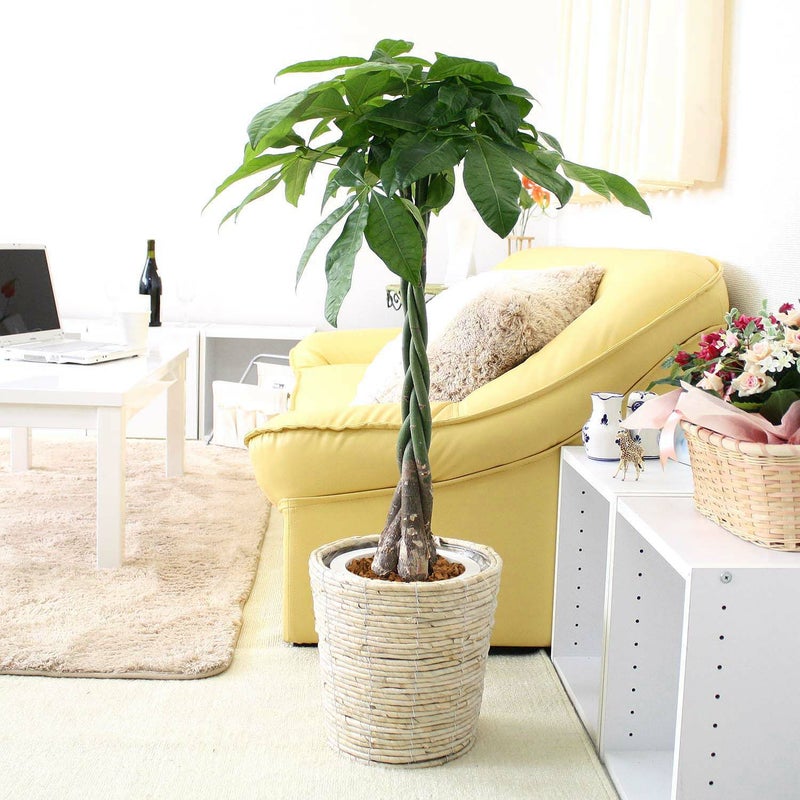 パキラ 7号鉢+ホワイトバスケット鉢カバ