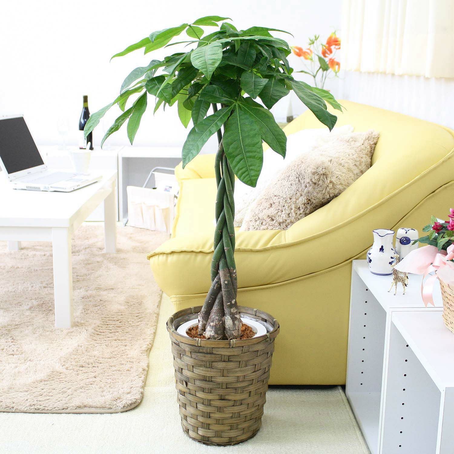 パキラ 7号 鉢カバー 通販 販売｜観葉植物のブルーミングスケープ