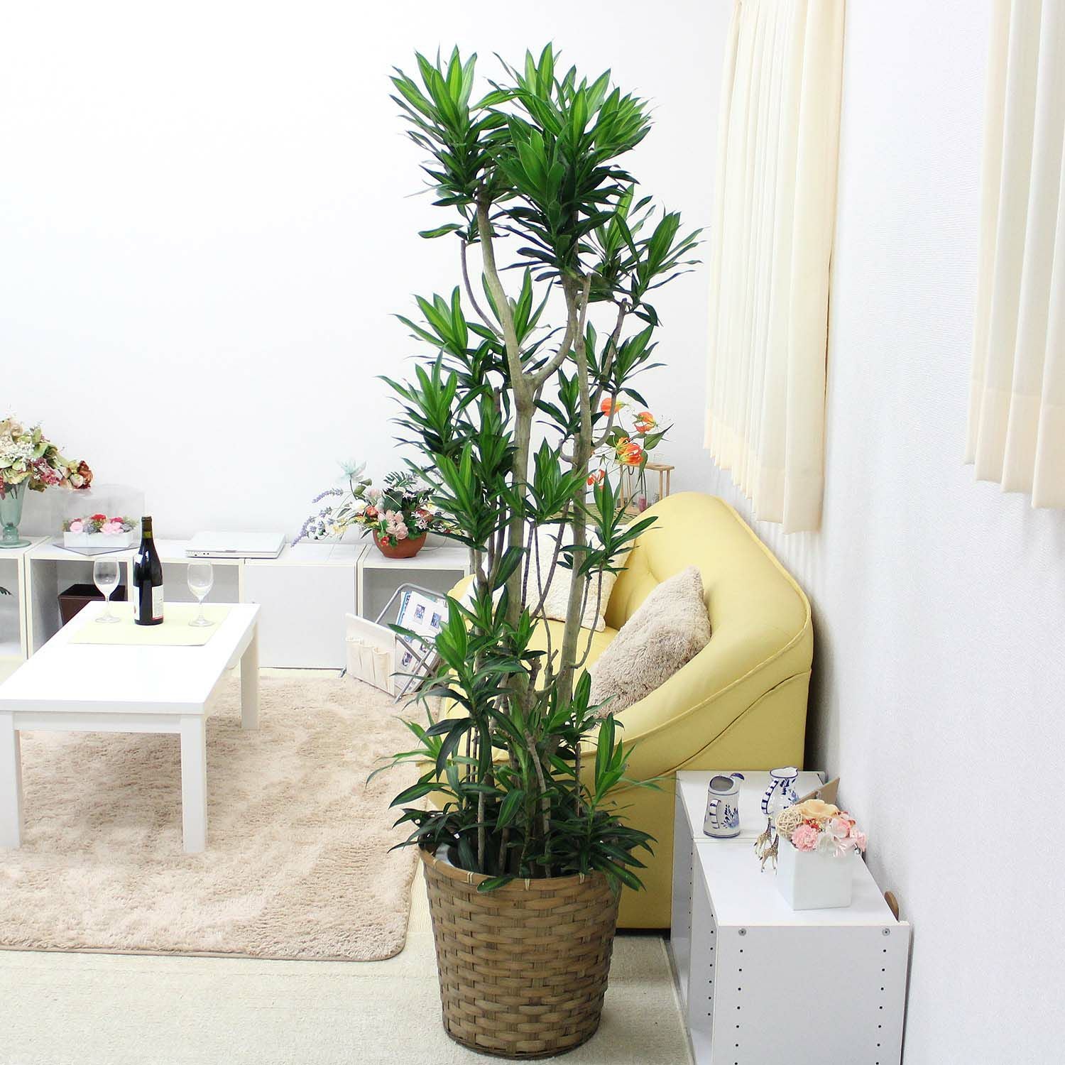 ソング オブ ジャマイカ 10号 鉢カバー 通販 販売｜観葉植物の