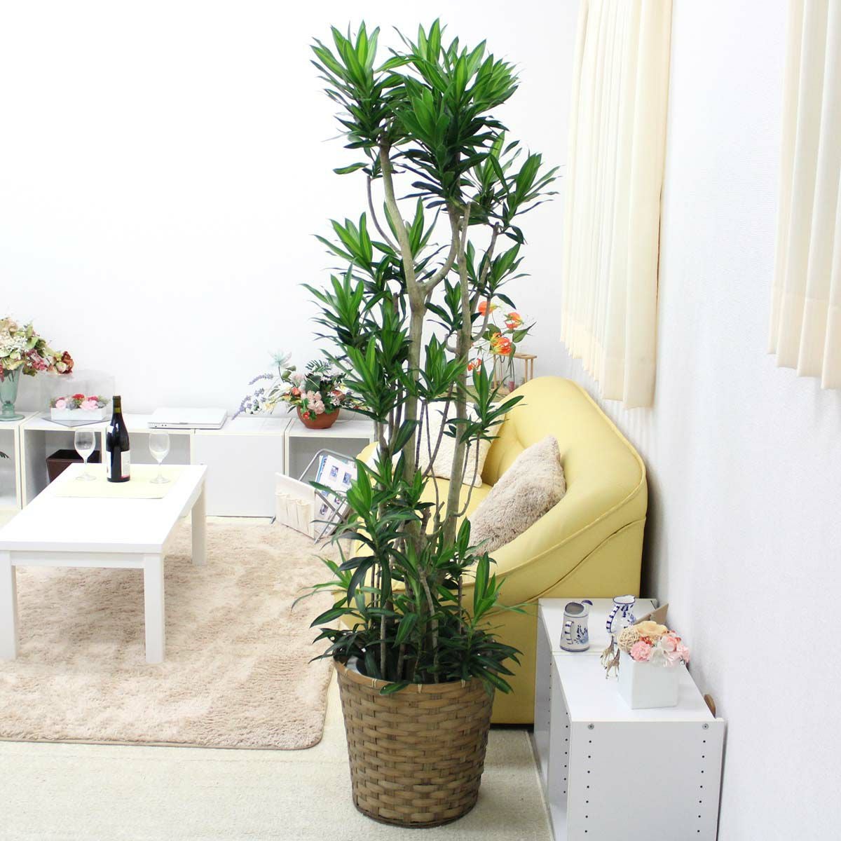 ソング オブ ジャマイカ 10号 単品 通販 販売｜観葉植物のブルーミング