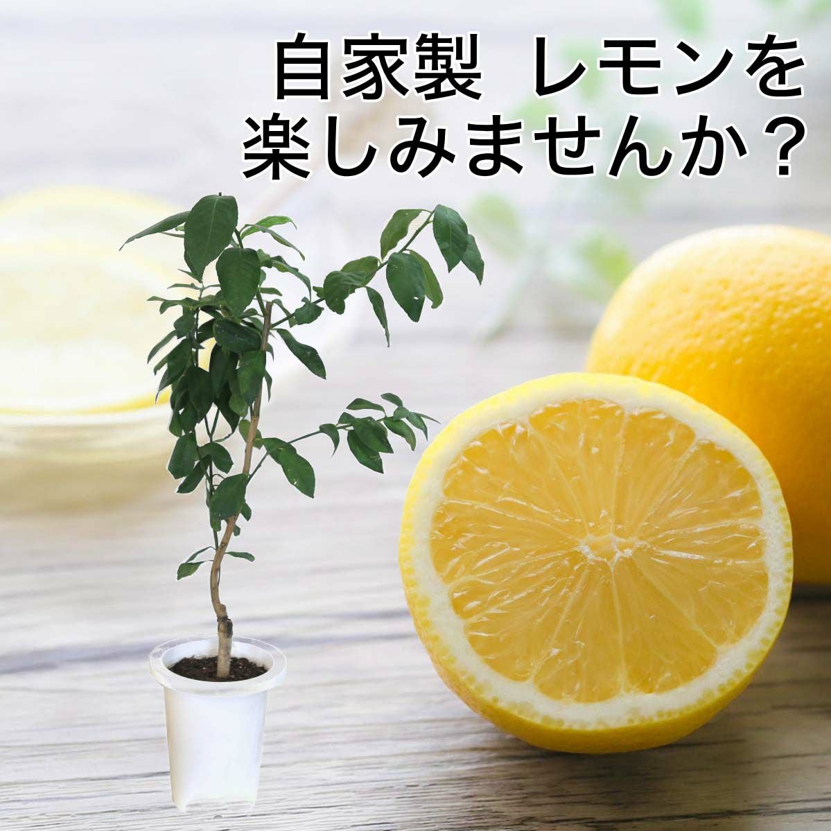 レモンの木 7号 通販 販売｜観葉植物のブルーミングスケープ