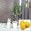 レモンの木 7号 プラスチック鉢