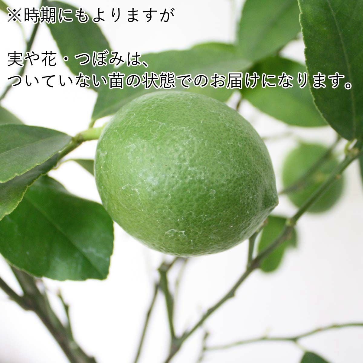 レモンの木 7号 プラスチック鉢