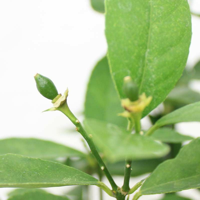 レモンの木 7号 プラスチック鉢