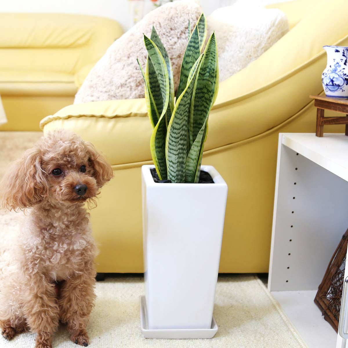 サンスベリアのホワイト陶器鉢 6号 通販 販売｜観葉植物のブルーミング