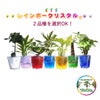 色まで楽しめる土を使わない観葉植物！レインボークリスタル 2鉢セット｜ハイドロカルチャー・水耕栽培・風水