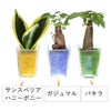 色まで楽しめる土を使わない観葉植物！レインボークリスタル 2鉢セット｜ハイドロカルチャー・水耕栽培・風水