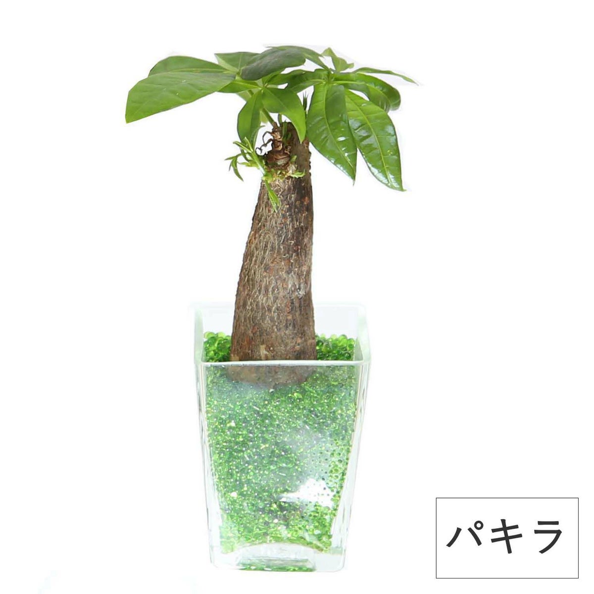 色まで楽しめる土を使わない観葉植物！レインボークリスタル 2鉢セット｜ハイドロカルチャー・水耕栽培・風水