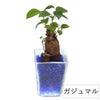 色まで楽しめる土を使わない観葉植物！レインボークリスタル 2鉢セット｜ハイドロカルチャー・水耕栽培・風水